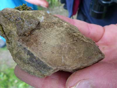 pic 4 fossil.jpg